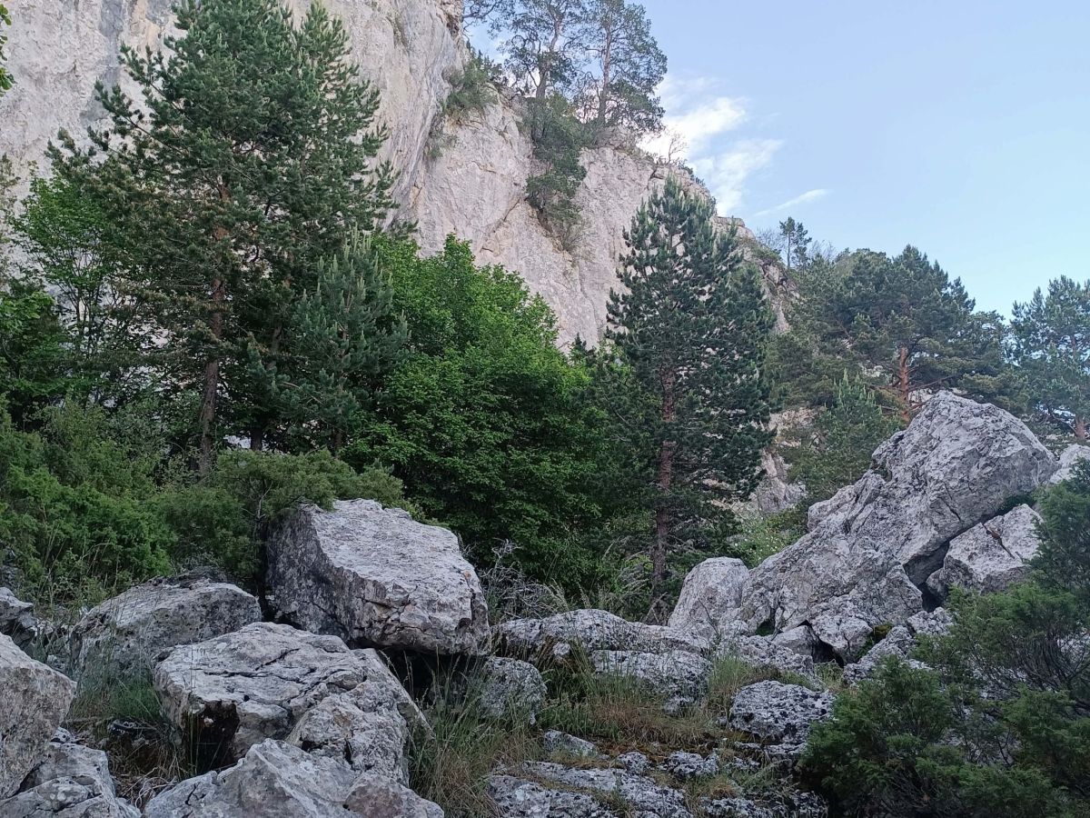 Alcalá de la selva Aventura - circuito de orientación